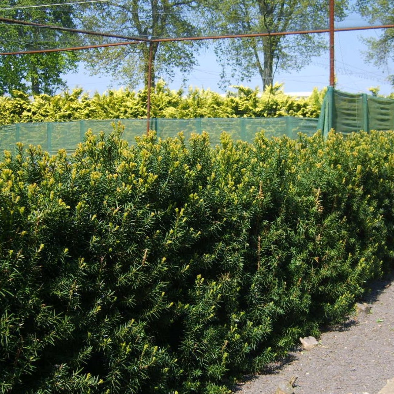 Obrázok Tis prostredný (Taxus Media) ´HICKSII´ - výška 20-40 cm, kont. C2L